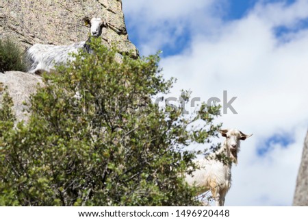 Two goats with cloudy sky in the north of Madrid, Spain.