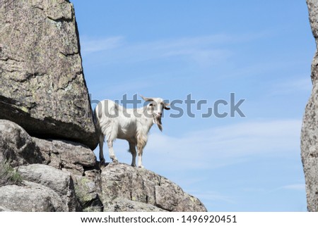 White goat looking at camera on a granite mountain in Madrid, Spain.