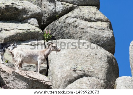 Goat in the mountain in the north of Madrid. Spain.