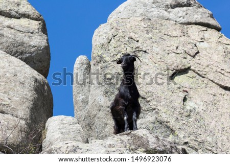 Black goat in the mountain in the north of Madrid. Spain.