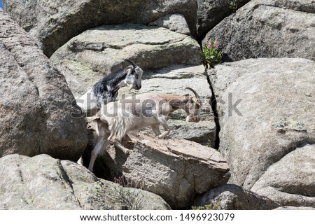 Goat climbing up the mountain in northern Madrid. Spain