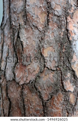           Natural background of pine bark.                     
