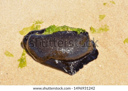 Black jellyfish on sand photography