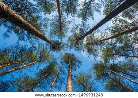 Beautiful bottom view of tall pine trees in evergreen forest with blue sky, shot from below