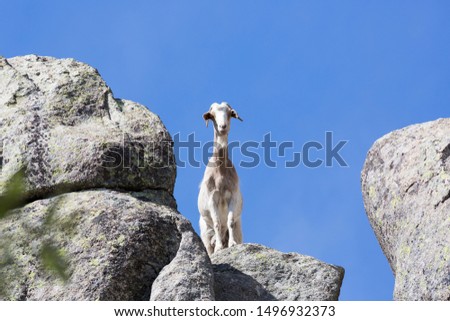 Goat in the mountain with very blue sky in the north of Madrid, Spain.