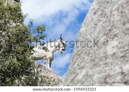 Goat with blue sky and green tree branches in granite mountain, Madrid.