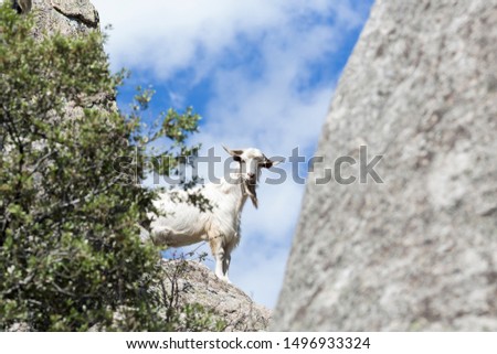 Goat looking at camera with blue sky and green tree branches in granite mountain, Madrid.
