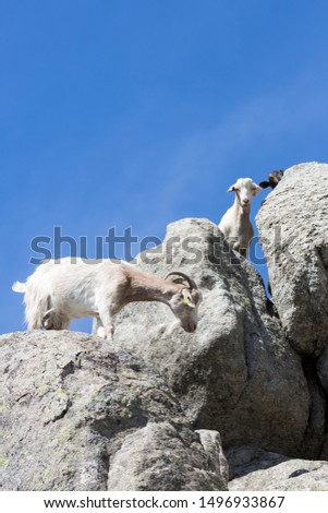 Two goats in the mountain in the north of Madrid, Spain. (Vertical)