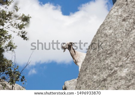 Goat with cloudy sky in the north of Madrid, Spain.