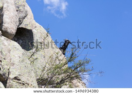 Dark goat in granite mountain with very blue sky, Madrid.