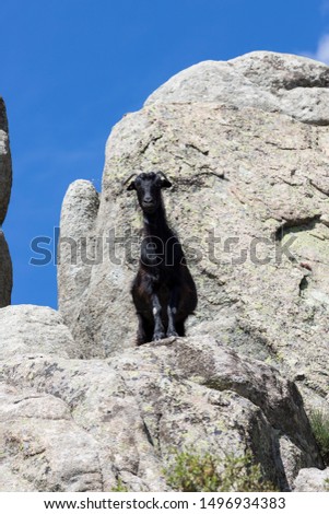 Black goat in the mountain in the north of Madrid. Spain. (Vertical)