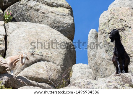 Two goats in the mountain in the north of Madrid, Spain.