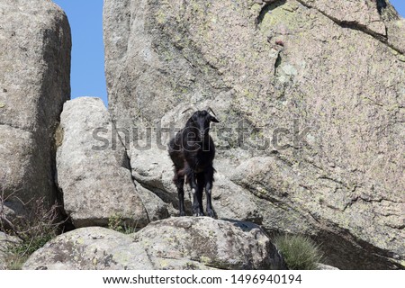 Dark goat in granite mountain, Madrid.