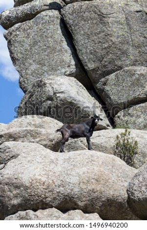 Dark goat in granite mountain, Madrid. (Vertical)
