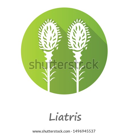 Liatris green flat design long shadow glyph icon. Blazing star blooming flower with name. Dwarf gayfeather garden plant. Spicata kobold. Wildflower. Spring blossom. Vector silhouette illustration