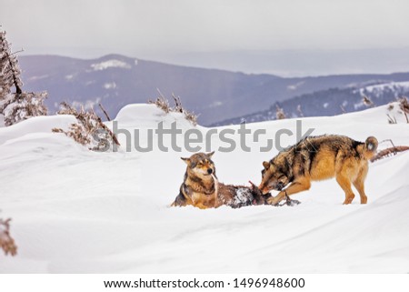 two gray wolves (Canis lupus) are eating a prey in the snowy mountains