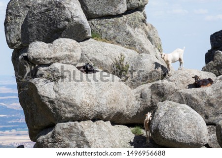 Photography with a few goats on a granite mountain near La Cabrera, Madrid.