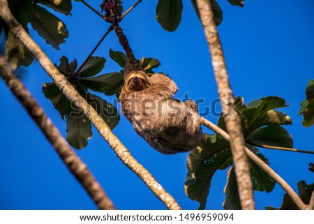 Brown throated sloth photographed in Linhares, Espirito Santo. Southeast of Brazil. Atlantic Forest Biome. Picture made in 2013.