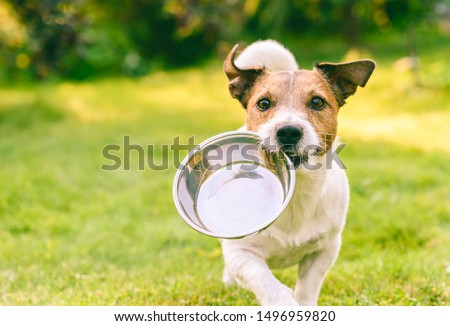 Hungry or thirsty dog fetches metal bowl to get feed or water Royalty-Free Stock Photo #1496959820