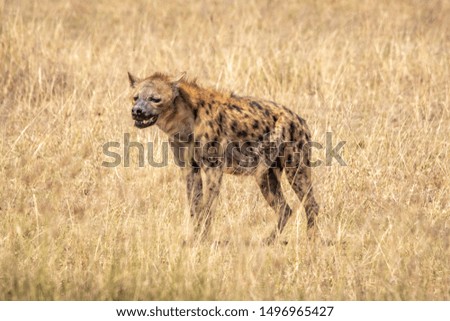 Hyena in Amboseli National Park, Kenya