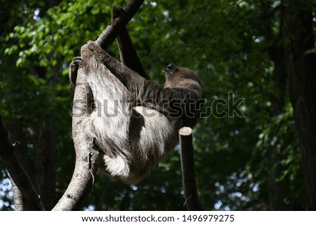 Sloth Perched On A Tree