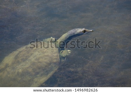 Soft shell turtle peaking head out of water in a pond. Long neck turtle with short arms. T-rex
