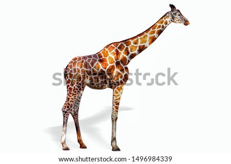 Giraffe on white background, isolated.