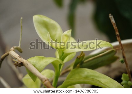 
green leaf with a blur background