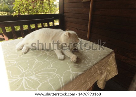 wide angle horizontal photography of a white fat british cat lying on a bright table cloth, cleaning himself, outdoors on a sunny summer day 