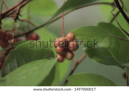  closeup photography of ripe red  Magnolia vines fruits, with green leaves, outdoors on a sunny day in Poland, Europe
