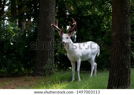  Awesome, rare Albino  White tailed Deer . Shedding Their Velvet Royalty-Free Stock Photo #1497003113