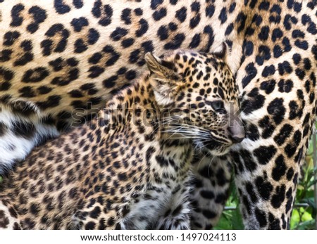 spotted leopard cub with father at living treasures new castle pennsylvania