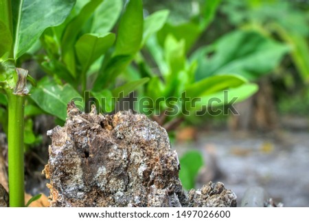This unique photo shows an old rotten tree in the foreground and in the background the lush green plants. The picture was taken in the Maldives