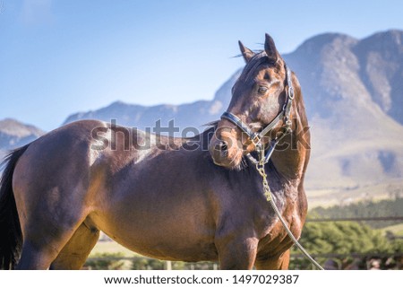 Horses enjoying the field in the Overberg region of the Western Cape, South Africa
