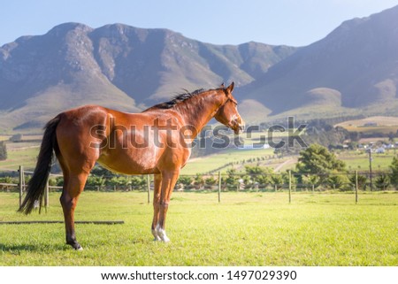 Horses enjoying the field in the Overberg region of the Western Cape, South Africa