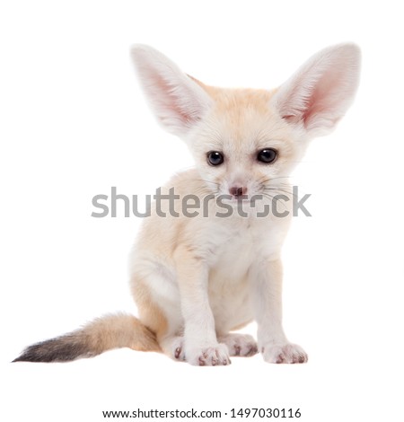 Pretty Fennec fox cub on white background
