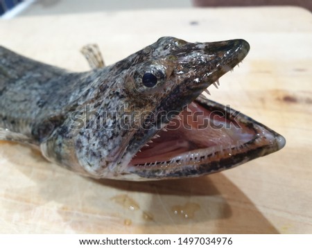 Anglerfish, monkfish or lophius piscatorius with sharp teeth 