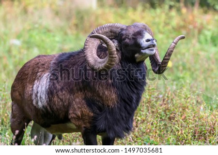 The European mouflon (Ovis orientalis musimon) in game reserve.Male mouflon are known as rams.