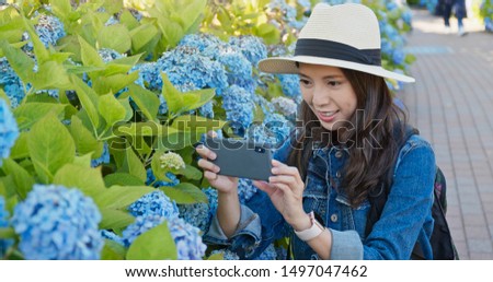 Woman take photo in blue Hydrangea flower garden