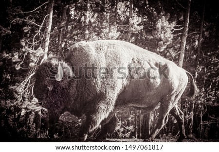 Black and white buffalo picture