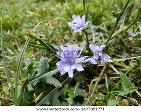 Blue wild chicory flowers among green grass in the afternoon