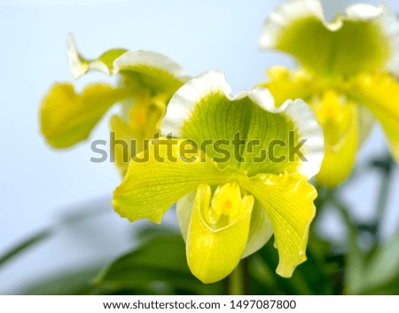 Paphiopedilum orchids flowers bloom in spring adorn the beauty of nature