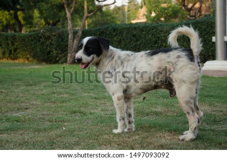 The male dog stands on the grass with his tongue sticking out. The picture of the dog stands on the grass in the garden, with a tree in the background. With space to copy text and advertisements.