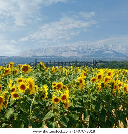 LANDSCAPE OF SUNFLOWERS FIELD, DURING SUMMER SEASON IN PROVENCE -FRANCE