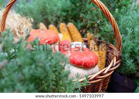 a basket with ripe pumpkins
