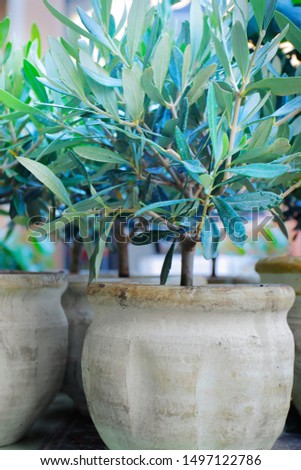 young olives tree in pot