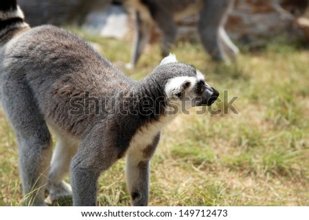 Ring-tailed lemur (Lemur catta), a horizontal picture