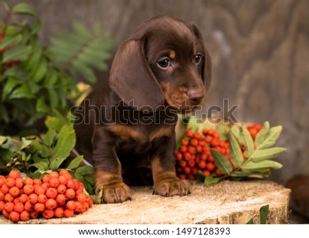 Dachshunds dog and rowan berry