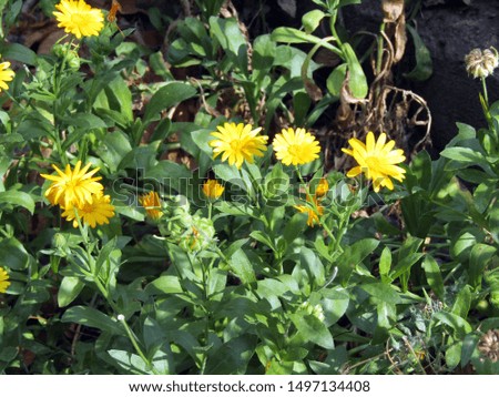 field marigold growing on a flower bed. stock photo   