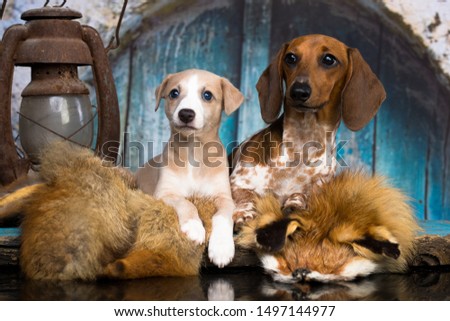 Dachshund puppy and whippet puppy